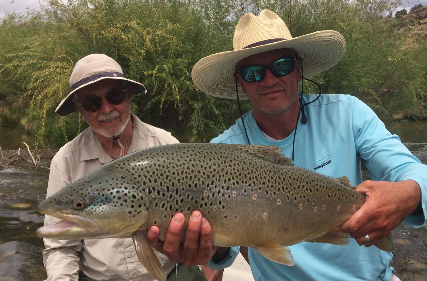 San Juan River Brown Trout